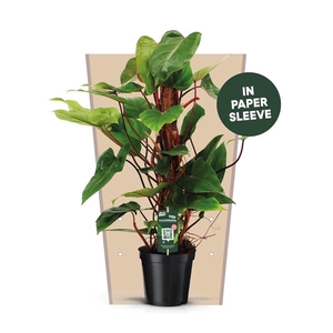 Philodendron Red Emerald 70 Kratiste Papieren Hoes