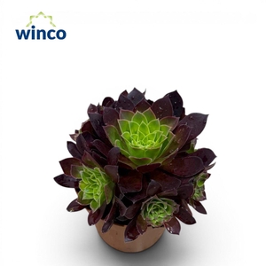 Aeonium Phoenix Flame