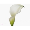 Calla Crystal Blush Double