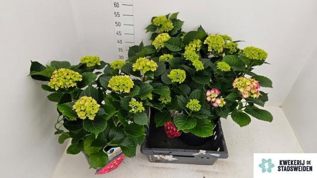 <h4>HYDR M LEUCHTFEUER</h4>