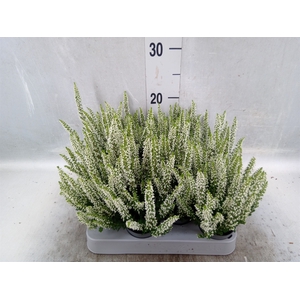 Calluna vulg. 'Beauty L Venca'
