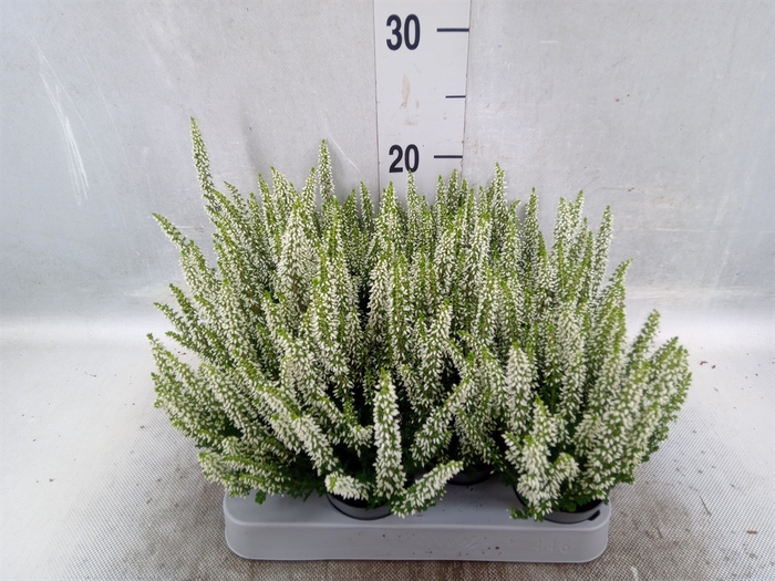 <h4>Calluna vulg. 'Beauty L Venca'</h4>