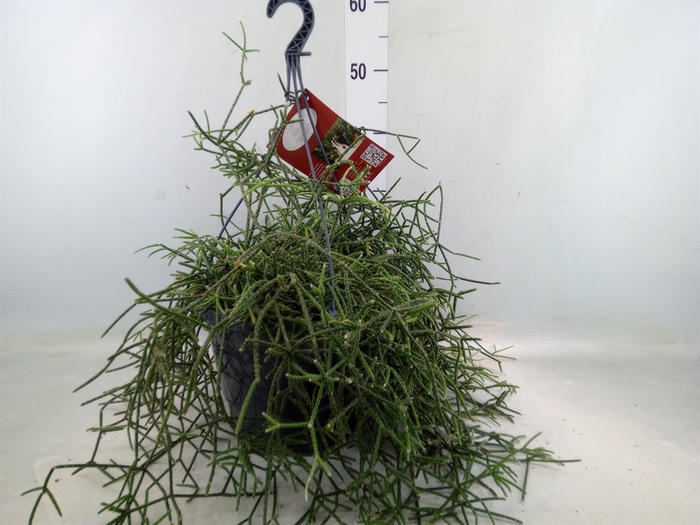 <h4>Rhipsalis pilocarpa</h4>