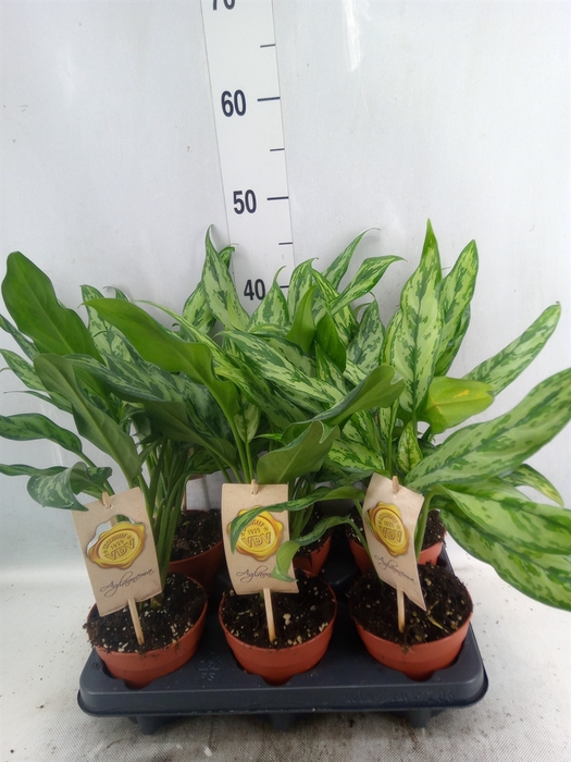 Aglaonema   ...