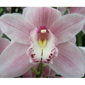 CYMB GR DELMONTE CYMB T DELMONTE X1