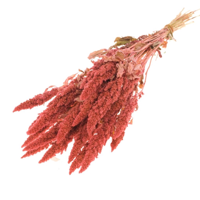 <h4>Amaranthus Pink</h4>