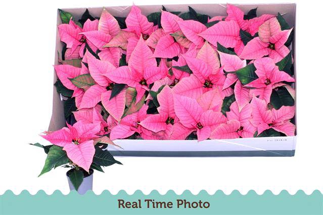 <h4>EUPH POINSETTIA CHR F PINK P6</h4>