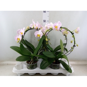 Phalaenopsis   ...