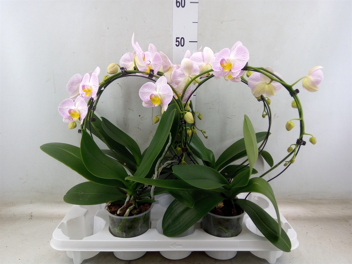 <h4>Phalaenopsis   ...</h4>