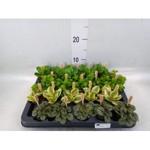 Peperomia   ...mix