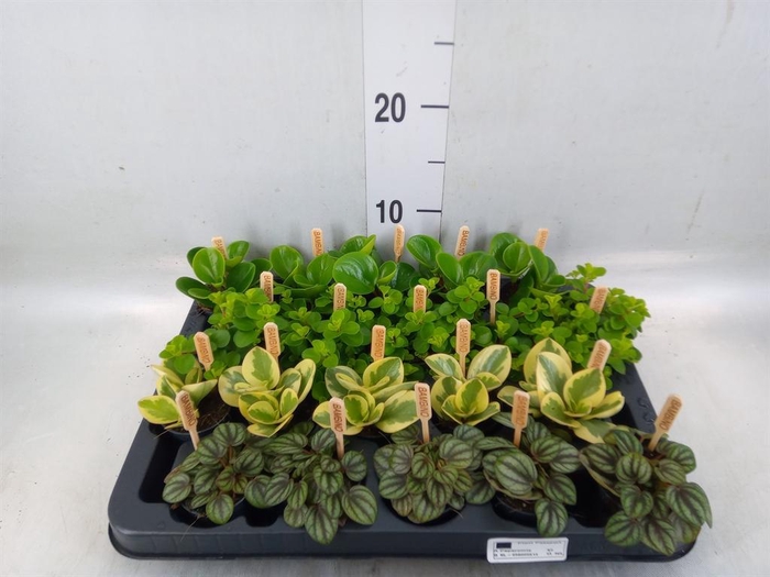 <h4>Peperomia   ...mix</h4>