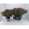 Skimmia Jap. Rubella P23 60+