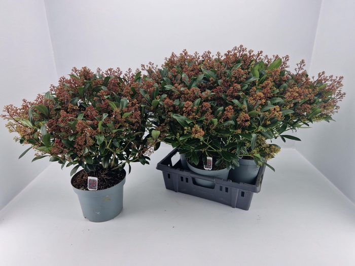 Skimmia Jap. Rubella P23 60+