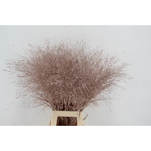 Gras Panic Warrior Champagne