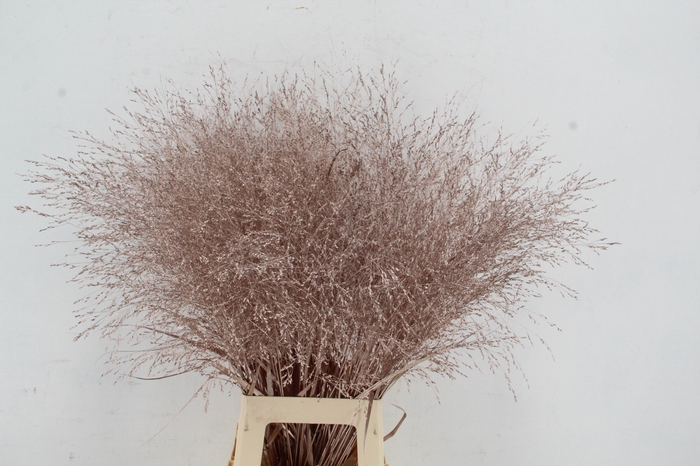 <h4>Gras Panic Warrior Champagne</h4>