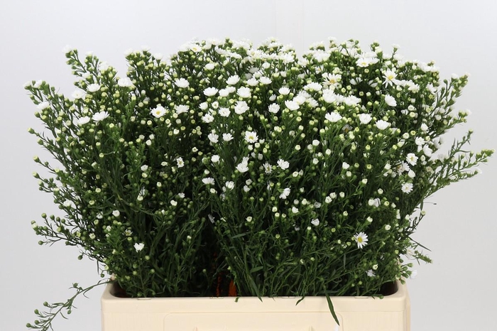 <h4>Aster Paquita</h4>