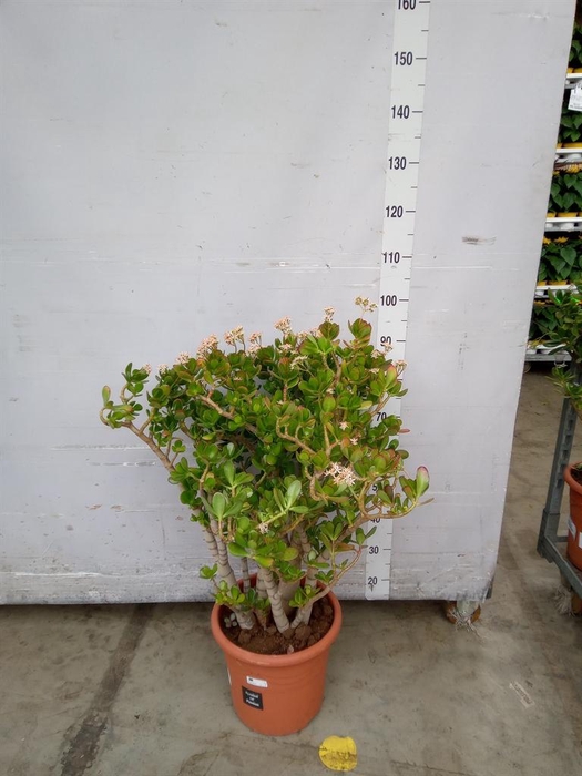 <h4>Crassula ovata</h4>