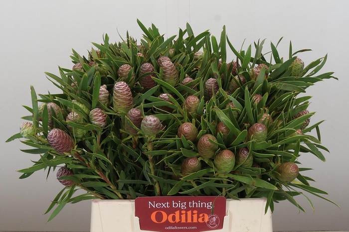 <h4>Kaaps Groen Sabulosum</h4>