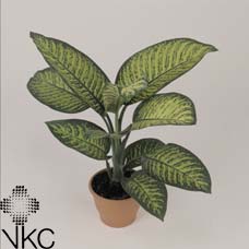 Dieffenbachia Tropic Jewel