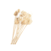 Chardon White Bleached