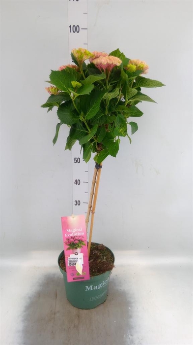 <h4>Hydrangea mac. 'Magical Revolution'</h4>