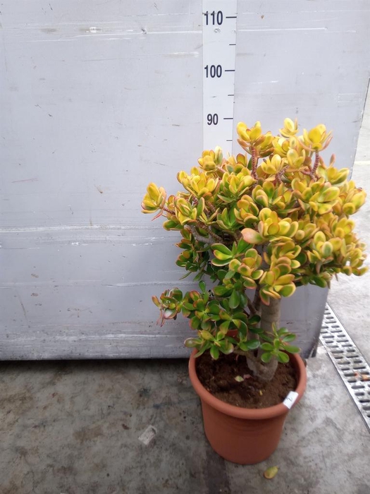 <h4>Crassula ovata 'Sunset'</h4>