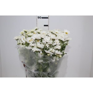 CRISANTEMO SANTINI DESMONT 080 CM
