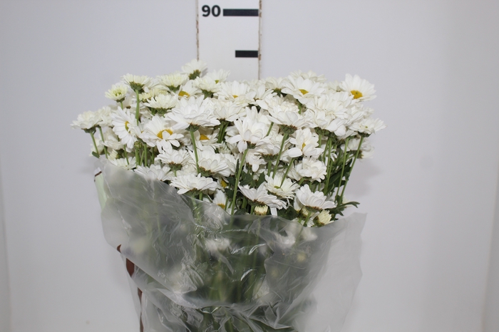 <h4>CRISANTEMO SANTINI DESMONT 080 CM</h4>