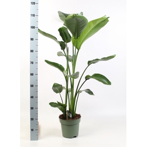 STRELITZIA NICOLAI