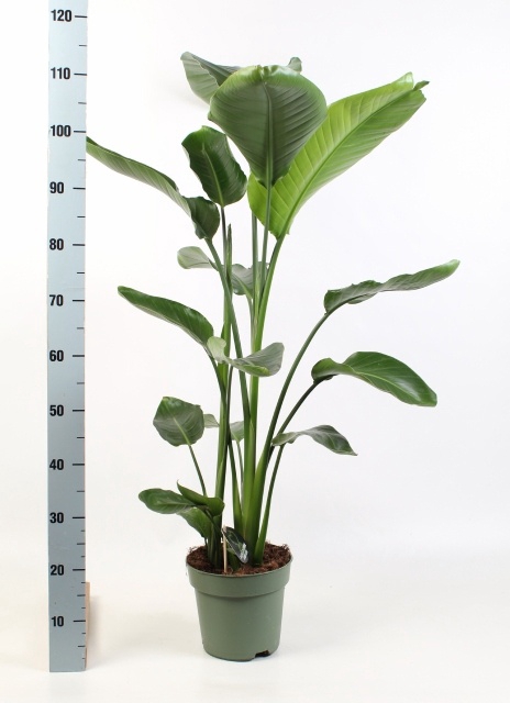<h4>STRELITZIA NICOLAI</h4>