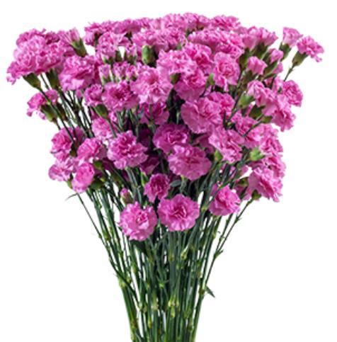 <h4>Di Tr Lilac Melissa</h4>