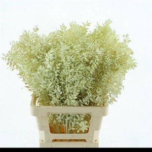 DRIED RUSCUS BLEACHED CREME H%