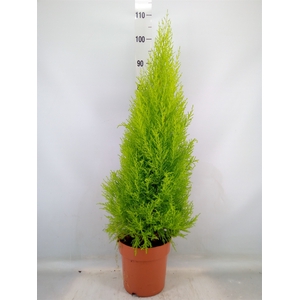 Cupressus macro. 'Goldcrest Wilma'
