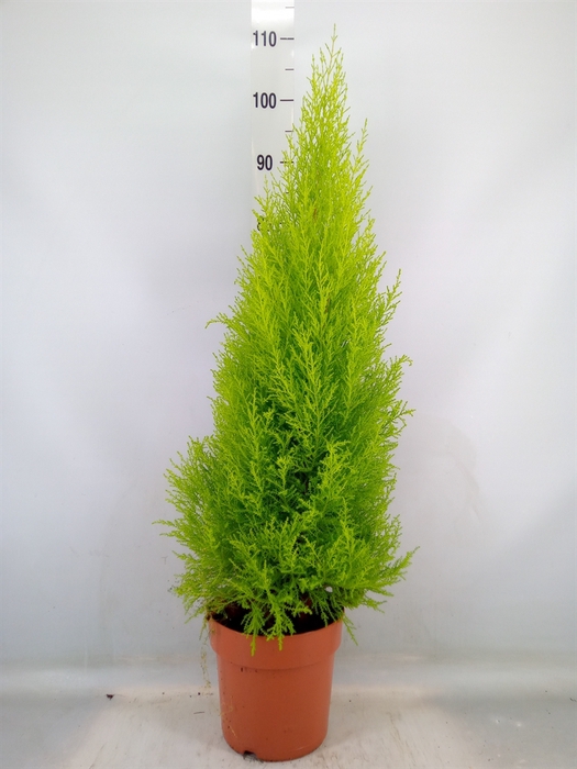 <h4>Cupressus macro. 'Goldcrest Wilma'</h4>