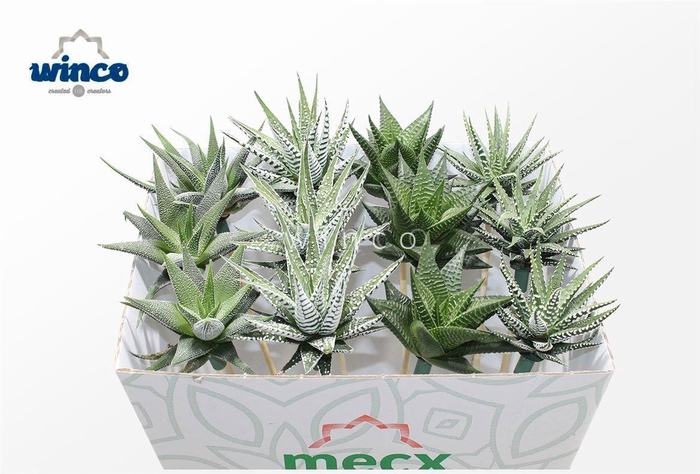 <h4>Haworthia Mix (mecx Flowers)</h4>