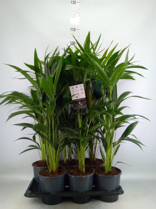 <h4>Howea forsteriana</h4>