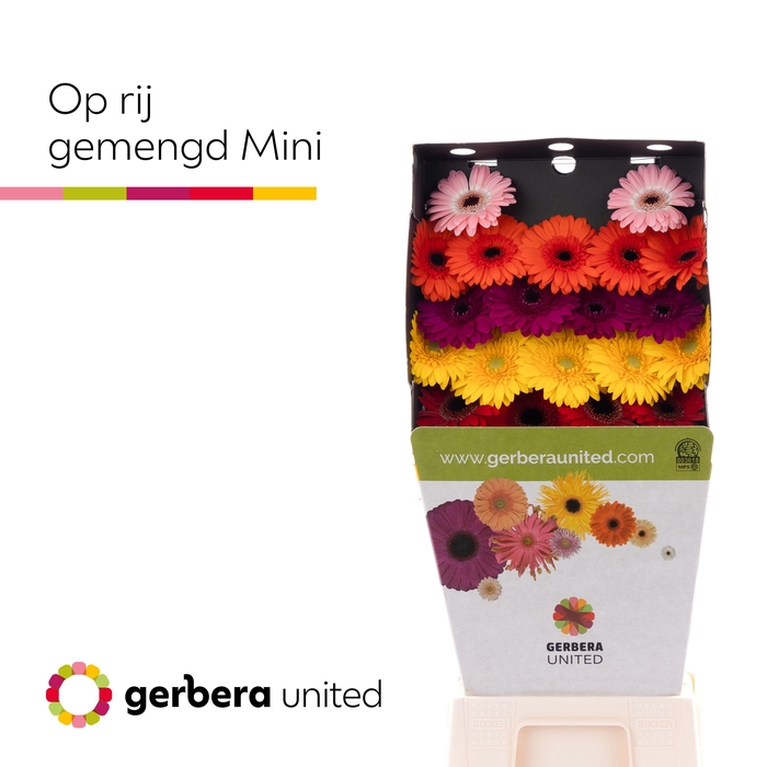 <h4>Germini Mix op Rij Diamond</h4>