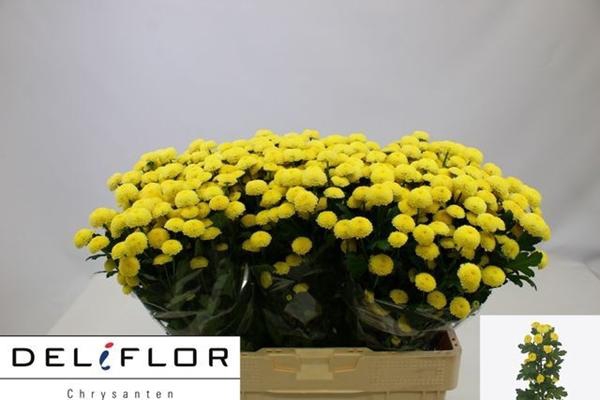 <h4>CHR SAN PIZARRO YELLOW</h4>