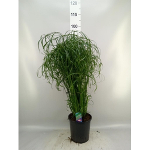 Cyperus alternifolius