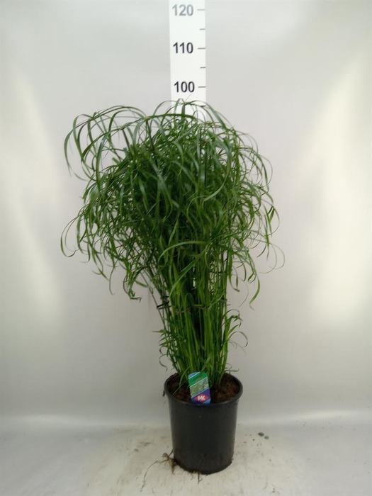 <h4>Cyperus alternifolius</h4>