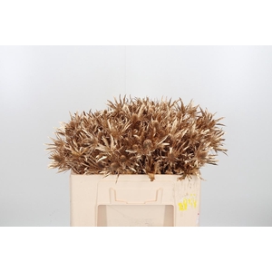 Eryn Orion Kl Bh Antiek Goud