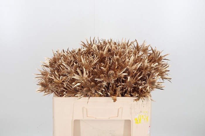 <h4>Eryn Orion Kl Bh Antiek Goud</h4>