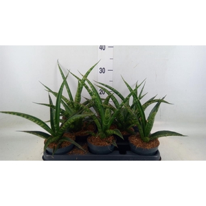 Sansevieria trifa.   ...