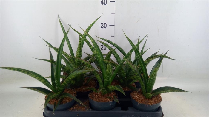 <h4>Sansevieria trifa.   ...</h4>