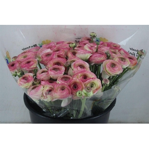 Ran Cloni Sup Felicidade