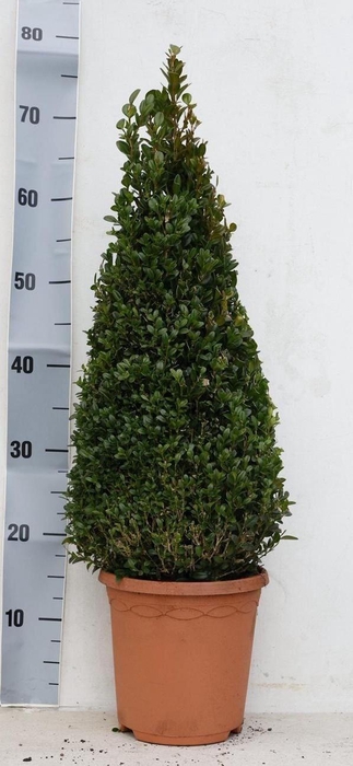 <h4>BUXU SEMPERVIRENS</h4>