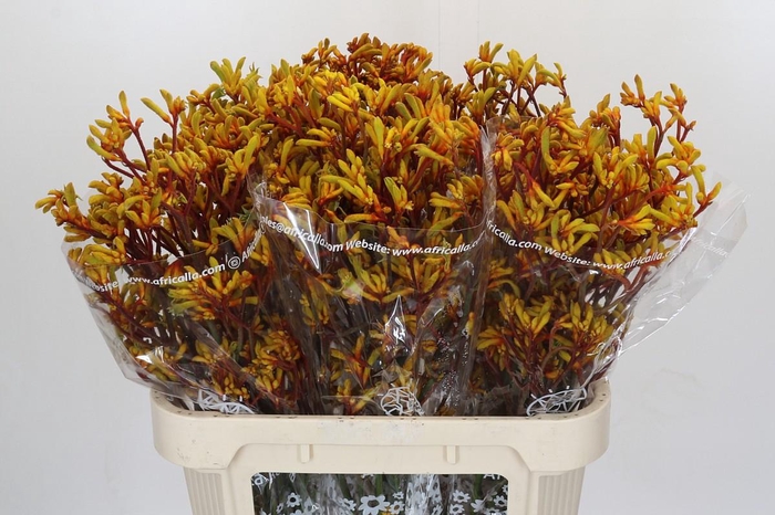 <h4>Anigozanthos Gold Fever</h4>
