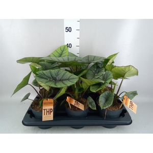 Alocasia  'Platinum'