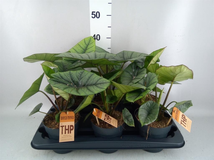 <h4>Alocasia 'Platinum'</h4>
