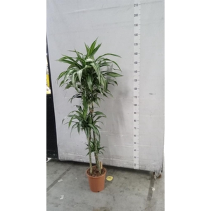 Dracaena fr de 'Ulises'